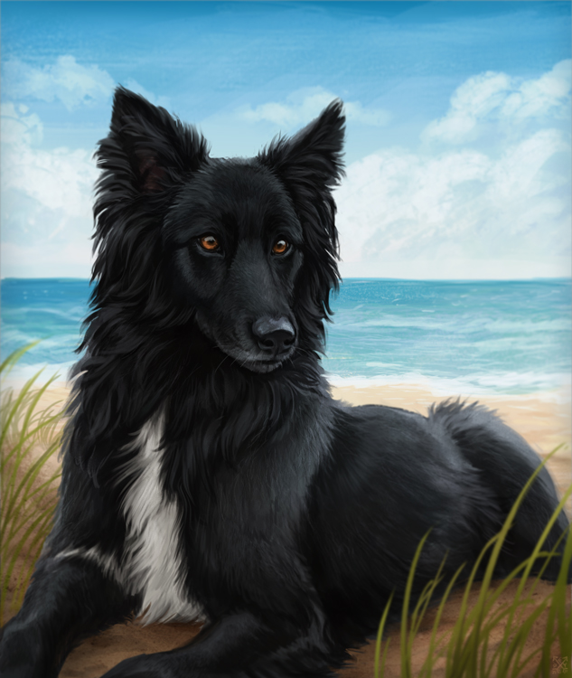 ambiguous_gender beach black_body black_fur black_nose brown_eyes day detailed_background feral fur outside sand seaside shoreline sky solo water deyvarah canid canine canis domestic_dog mammal 2021 digital_media_(artwork)