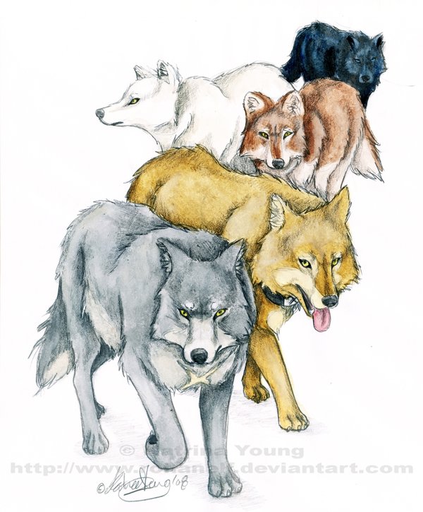 feral group male rohanelf wolf's_rain blue_(wolf's_rain) hige_(wolf's_rain) kiba_(wolf's_rain) toboe_(wolf's_rain) tsume_(wolf's_rain) canid canine canis domestic_dog hybrid mammal wolf