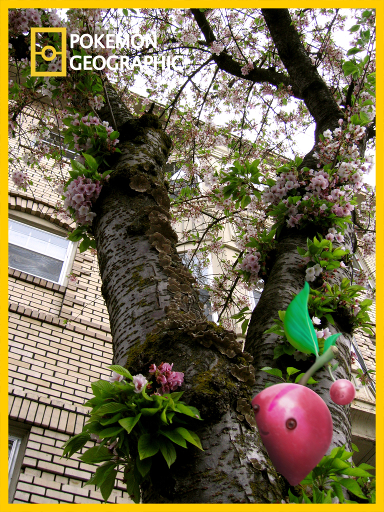 ambiguous_gender building house plant solo tree wood izzatakiwa national_geographic nintendo pokemon pokemon_geographic cherubi generation_4_pokemon pokemon_(species) 3:4