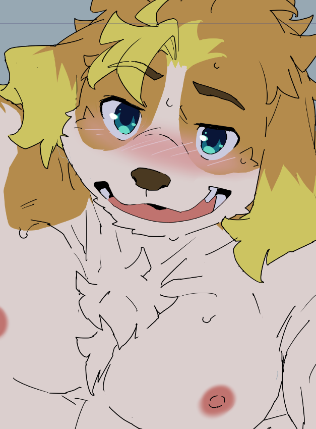 anthro biped blue_eyes blush bodily_fluids brown_body brown_fur brown_nose fur kemono male nipples simple_background solo sweat teeth white_body white_fur konbu lifewonders live_a_hero hisaki_(live_a_hero) canid canine canis domestic_dog mammal 2021 unavailable_at_source