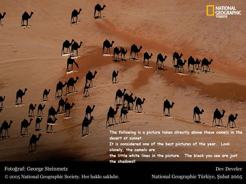 ambiguous_gender desert fatty_humps feral group optical_illusion outside real text george_steinmetz national_geographic camel camelid dromedary mammal 2005 4:3 english_text