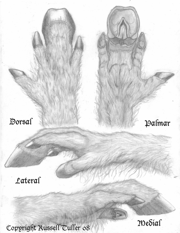 4_fingers anatomy anthro diagram fingers high-angle_view hooved_fingers hooves low-angle_view paws side_view text russell_tuller equid equine horse mammal biological_illustration english_text graphite_(artwork) model_sheet monochrome sketch technical_illustration traditional_media_(artwork)