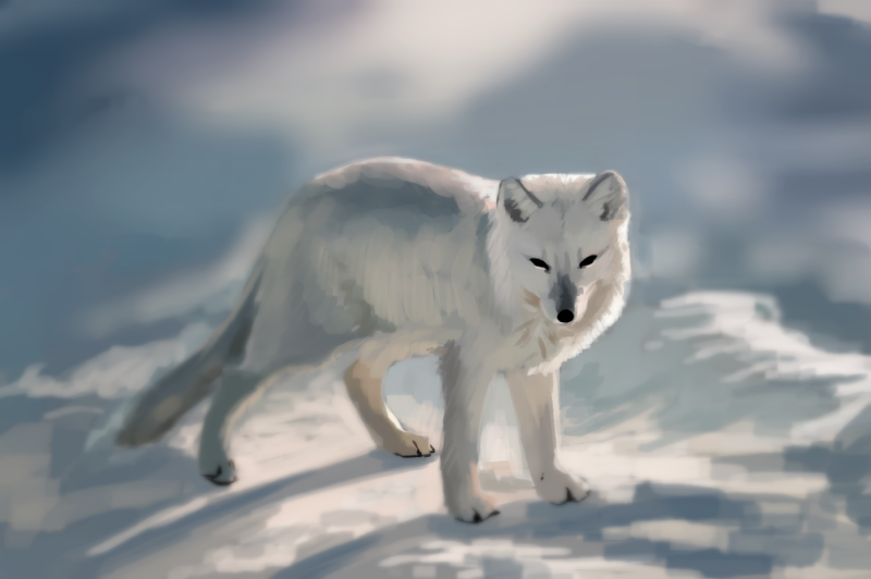 ambiguous_gender blurred_background feral outside pose quadruped realistic_feral snow solo standing tail three-quarter_view 7ofdiamonds arctic_fox canid canine fox mammal true_fox 2013 digital_media_(artwork) digital_painting_(artwork) full-length_portrait painting_(artwork) portrait shaded soft_shading