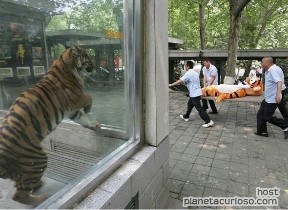 cage clothing costume feral fursuit group humor male outside paramedic plant real tree vivarium wood zoo_(facility) unknown_artist disney winnie_the_pooh_(franchise) tigger felid human mammal pantherine tiger