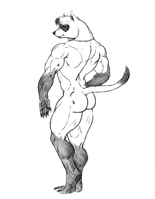 anthro biceps big_muscles biped butt claws gloves_(marking) hair jewelry leg_markings looking_at_viewer looking_back looking_back_at_viewer male markings muscular muscular_anthro muscular_male necklace nude pawpads paws pose rear_view simple_background smile socks_(marking) solo standing tail toe_claws white_background sudonym domestic_ferret mammal mustelid musteline true_musteline weasel greyscale monochrome