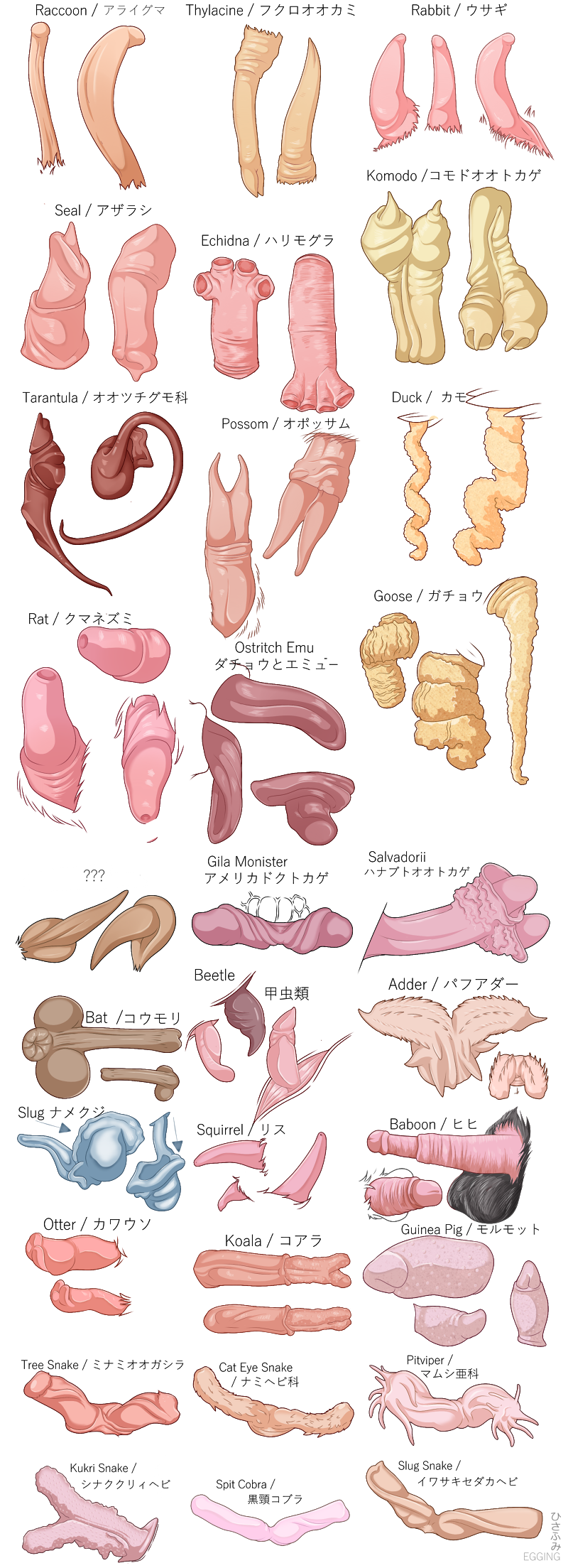 2_penises anatomically_correct anatomically_correct_genitalia anatomically_correct_penis anatomy anatomy_reference animal_genitalia animal_penis anthro balls chart chiropteran_penis cloaca cloacal_penis comparison curved_penis diphallism disembodied_penis echidna_penis educational erection feral gastropod_penis genital_focus genital_shot genital_slit genitals hemipenes hooked_penis how-to lagomorph_penis male marsupial_penis multi_genitalia multi_penis ostrich_penis partial_male penis penis_chart penis_everywhere penis_focus penis_only penis_sheet penis_shot raccoon_penis ratite_penis reference_guide rodent_penis seal_penis sheath simple_background smooth_penis solo spiral_penis tagging_guidelines_illustrated tapering_penis text the_more_you_know thin_penis thylacine_penis unusual_anatomy unusual_genitalia unusual_penis urethra white_background zero_pictured egging_(artist) african_puff_adder american_opossum anatid anseriform anserinae arachnid arthropod avian baboon bat beetle bird caviid dasyuromorph duck echidna emu gastropod goose guinea_pig haplorhine insect koala komodo_dragon lagomorph leporid lizard mammal marine marsupial mollusk monitor_lizard monkey monotreme murid murine mustelid mygalomorph old_world_monkey ostrich otter pinniped primate procyonid rabbit raccoon rat ratite recently_extinct_species reptile rodent scalie sciurid seal slug snake spider tarantula thylacine tree_squirrel viper vombatiform 2018 artist_name digital_media_(artwork) english_text hi_res japanese_text model_sheet