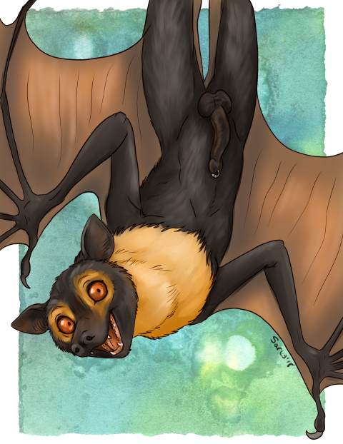 animal_genitalia animal_penis anthro bat_ears bat_wings chiropteran_penis erection genital_piercing genitals looking_at_viewer male membrane_(anatomy) membranous_wings penis penis_piercing piercing prince_albert_piercing simple_background solo upside_down wings caribou_(artist) matari bat flying_fox mammal megabat spectacled_flying_fox 2018 digital_media_(artwork)