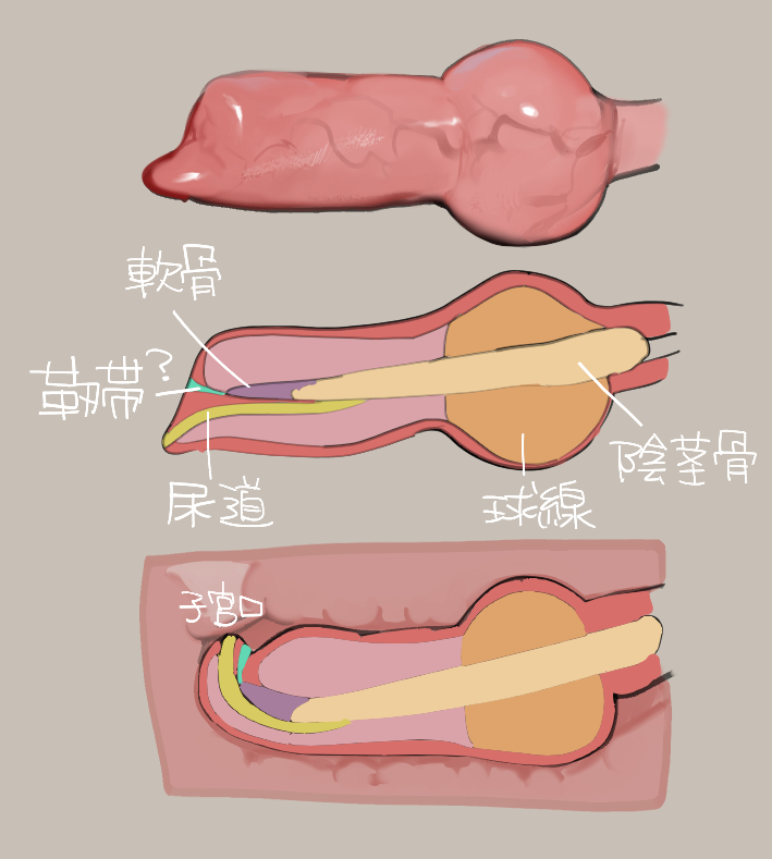 anatomy anatomy_reference animal_genitalia animal_penis baculum bone canine_genitalia canine_penis cervix close-up diagram disembodied_penis erection female female_penetrated genital_focus genital_shot genitals glistening glistening_genitalia glistening_penis grey_background internal knot knot_root knotting male male/female male_penetrating male_penetrating_female penetration penile penile_penetration penis penis_focus penis_in_pussy penis_sheet penis_shot pink_penis pussy reference_guide sex side_view simple_background solo text urethra vaginal vaginal_penetration vein veiny_penis liteu 2023 biological_illustration chinese_text digital_media_(artwork) medical_illustration technical_illustration translated