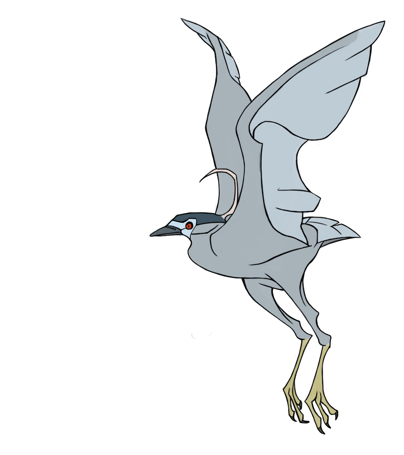 3_talons 3_toes ambiguous_gender avian_feet beak biped black_beak black_body black_feathers black_sclera black_talons dark_beak facial_markings feathered_crest feathered_wings feathers featureless_crotch feet feral flying frown grey_beak grey_body grey_feathers grey_markings grey_tail grey_tail_feathers grey_wings head_crest head_markings long_legs markings mask_(marking) midair monotone_beak monotone_tail monotone_wings multicolored_body multicolored_feathers pointy_beak raised_arm raised_wings red_eyes side_view simple_background solo spread_arms spread_wings tail tail_feathers talons tan_feet toes toony white_background white_body white_feathers winged_arms wings jamminbison avian bird black-crowned_night_heron heron night_heron pelecaniform 2013 digital_drawing_(artwork) digital_media_(artwork) full-length_portrait portrait