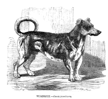 animal_genitalia feral floppy_ears genitals male paws quadruped sheath solo tail h._weir public_domain canid canine canis domestic_dog extinct_breed mammal turnspit_dog 1853 19th_century ancient_art low_res monochrome traditional_media_(artwork)