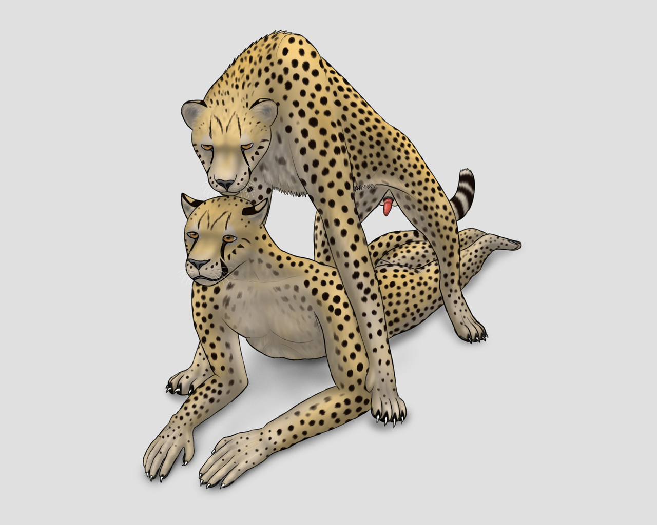 Cheetah e621