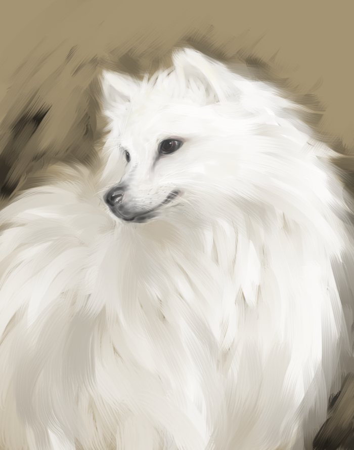 ambiguous_gender black_eyes feral fur looking_away realistic solo white_body white_fur ikunosake american_eskimo canid canine canis domestic_dog mammal spitz digital_media_(artwork) digital_painting_(artwork)