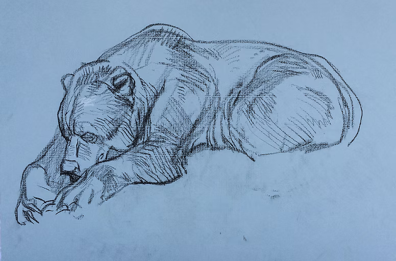 eyes_closed feral lying on_front sleeping solo geordie_millar bear mammal charcoal_(artwork) sketch traditional_media_(artwork)