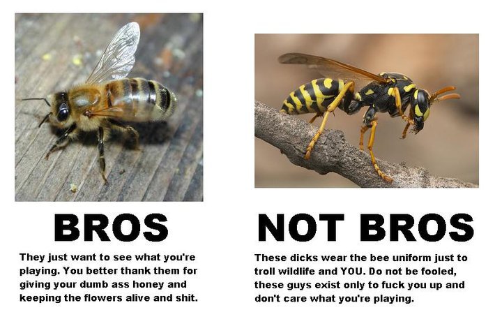 ambiguous_gender comparison duo feral fuzzy humor profanity real stinger text the_truth unknown_artist arthropod bee hymenopteran insect vespid wasp yellowjacket_(wasp) english_text grandfathered_content meme