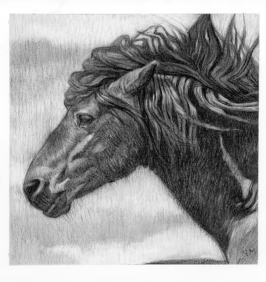 ambiguous_gender black_body feral looking_aside sky solo geordie_millar equid equine horse mammal bust_portrait charcoal_(artwork) formal_art portrait signature traditional_media_(artwork)