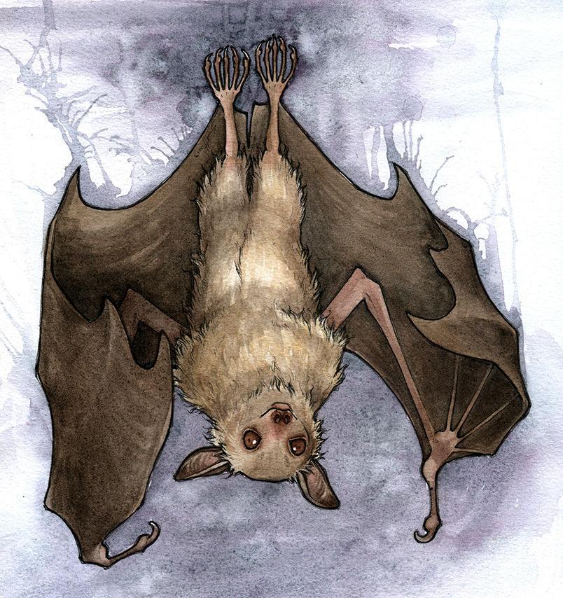 ambiguous_gender brown_body brown_fur claws feral front_view fur looking_at_viewer membrane_(anatomy) membranous_wings realistic_wings solo toe_claws upside_down wings savannah_horrocks bat mammal 2013 full-length_portrait portrait