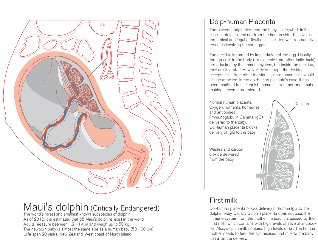 ambiguous_gender anatomy cross_section female feral fetus internal interspecies interspecies_pregnancy placenta pregnant text umbilical_cord ai_hasegawa cetacean dolphin human mammal marine toothed_whale english_text story story_in_description video_in_description