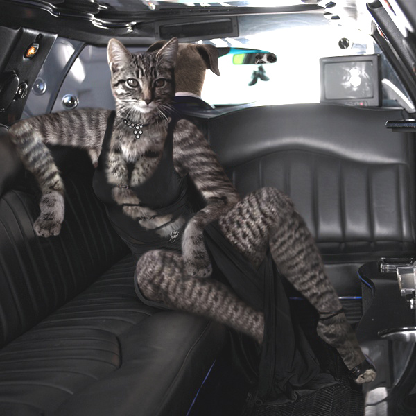 anthro black_clothing car car_interior clothing dress electronics female inside_car inside_vehicle limousine luxury_car morphed public_transportation realistic realistic_fur solo television vehicle vehicle_for_hire sergeyp canid canine canis domestic_cat domestic_dog felid feline felis mammal 1:1 detailed