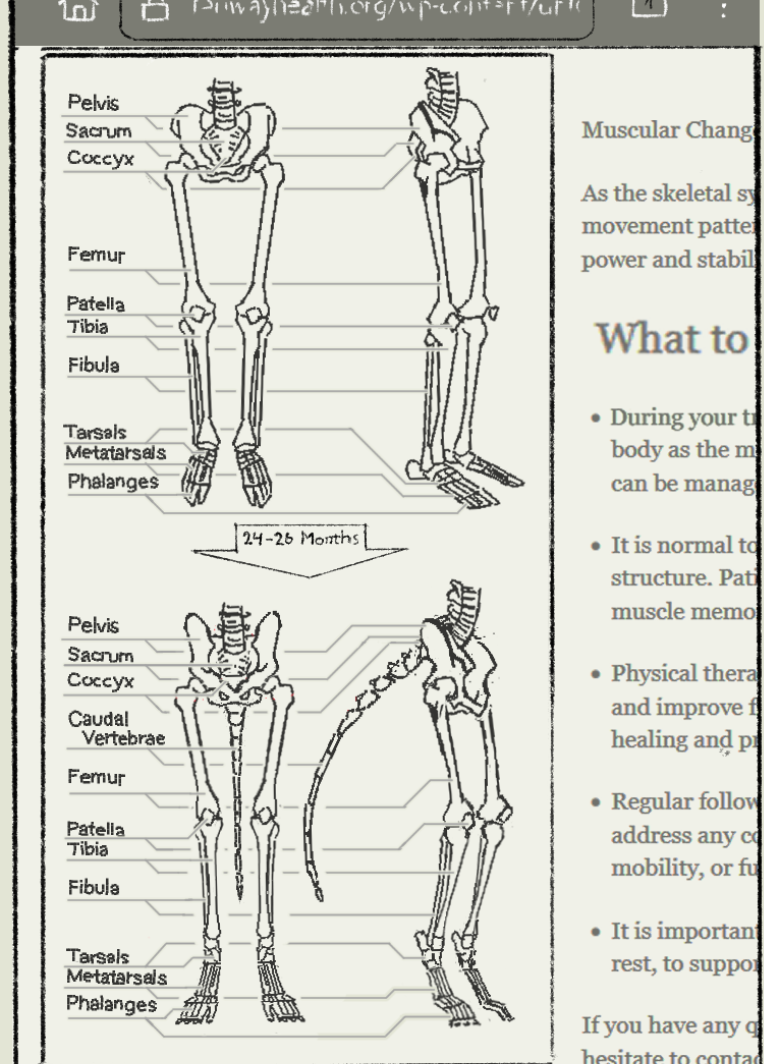 biped bone digitigrade growth human_to_anthro plantigrade skeleton species_transformation tail tail_growth text transformation zero_pictured vanillayote comic english_text