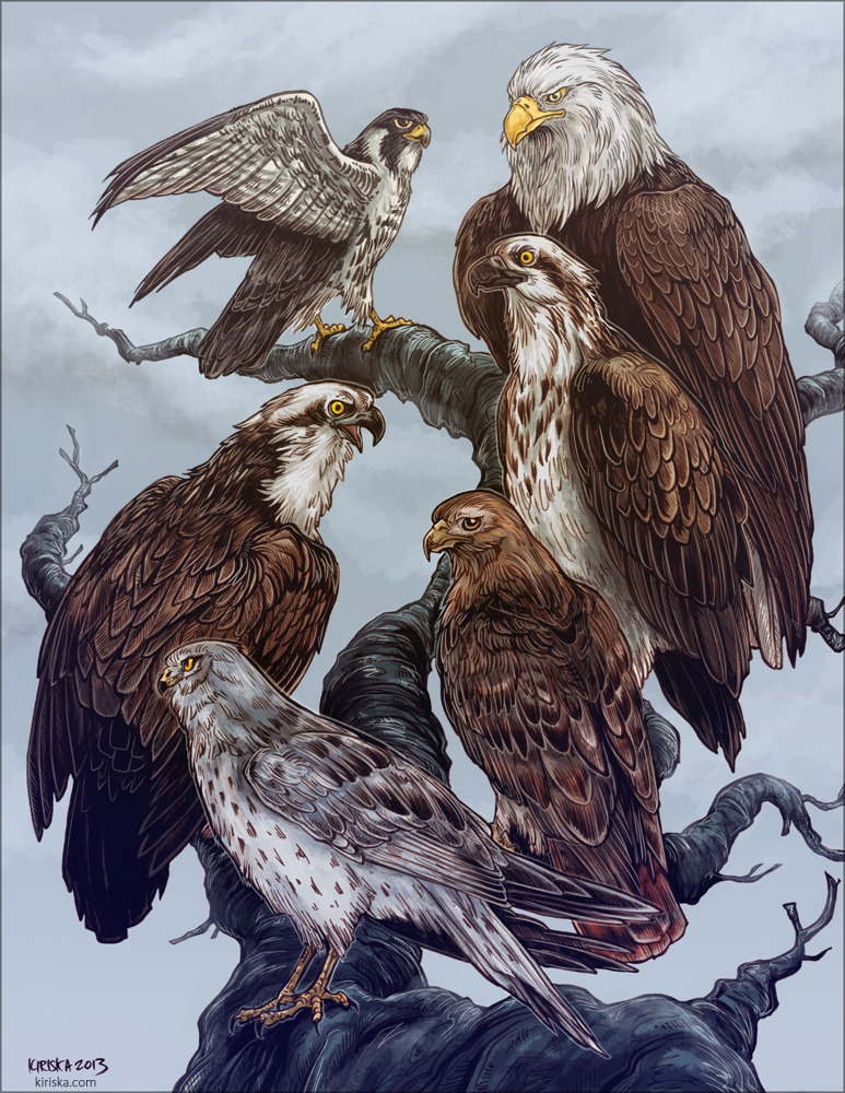 ambiguous_gender beak black_outline feathered_wings feathers feet feral group in_tree outline outside perching plant sky standing talons text toes tree white_outline wings kiriska animorphs aximili-esgarrouth-isthill cassie_(animorphs) jake_berenson marco_(animorphs) rachel_(animorphs) tobias_(animorphs) accipitrid accipitriform avian bald_eagle bird buteo chickenhawk eagle falcon falconid northern_harrier osprey peregrine_falcon red-tailed_hawk sea_eagle 2013 digital_media_(artwork) digital_painting_(artwork) painting_(artwork) url