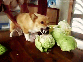 ambiguous_gender bite black_eyes cabbage duo eating feral food fur inside lifting orange_body orange_fur plant real sharp_teeth solo teeth vegetable canid canine canis domestic_dog herding_dog human mammal pastoral_dog welsh_corgi 4:3 animated grandfathered_content low_res short_playtime