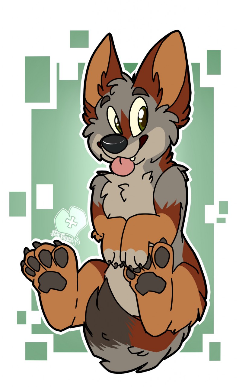 feral fuzzy paws solo tongue sockune ochropus canid canine canis coyote mammal hi_res