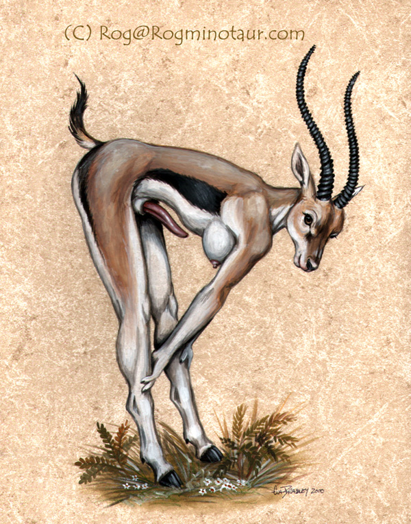 animal_genitalia anthro bent_over bent_over_with_legs_held_straight black_horn breasts erection extended_arms genitals gynomorph hands_on_legs hands_on_own_legs hands_on_own_shins hands_on_shins holding_both_legs holding_both_shins hooves horn intersex leaning_on_self legs_together looking_at_viewer nipples nude penis sheath side_view solo straight_legs tapering_penis rog_minotaur antelope bovid gazelle mammal thomson's_gazelle true_antelope 2000