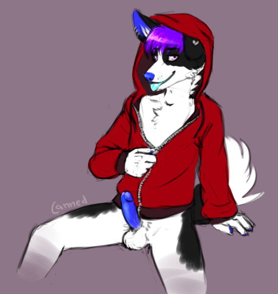 anthro blue_penis clothing erection foreskin genitals hair hoodie humanoid_genitalia humanoid_penis male penis pink_eyes purple_hair retracted_foreskin simple_background solo topwear vein canned_(artist) border_collie canid canine canis collie domestic_dog herding_dog mammal pastoral_dog sheepdog