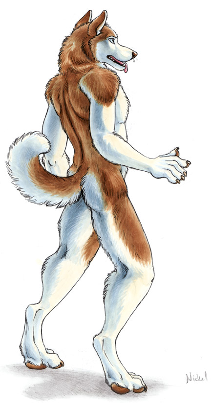 anthro blue_eyes butt claws curled_tail digitigrade fingers fur male nude orange_body orange_fur pawpads simple_background solo tail tongue tongue_out white_background white_body white_fur blotch nordguard nickel_(nordguard) canid canine canis domestic_dog husky mammal nordic_sled_dog siberian_husky spitz traditional_media_(artwork)