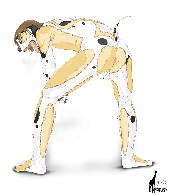 anthro anus balls biped brown_eyes brown_hair fur genitals hair male mid_transformation open_mouth paws simple_background solo species_transformation spots tail tongue transformation white_background rimle_mike timtam canid canine canis dalmatian domestic_dog mammal