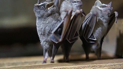 e621 ambiguous_gender animated bat dancing group humor mammal