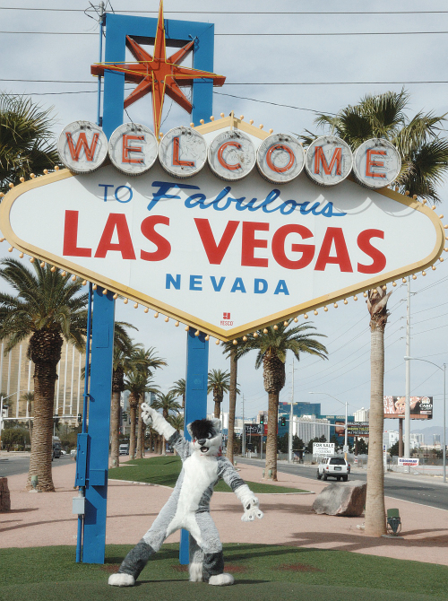 anthro biped black_hair boulder building car clothing costume dark_hair fursuit gesture googie_aesthetic hair hand_gesture las_vegas looking_at_viewer male monotone_hair nevada_(state) outside palm_tree plant pointing pose post real rock scar short_hair sign sky solo tongue tree vehicle amran amran_(character) canid canine domestic_cat felid feline felis fox hybrid mammal grandfathered_content photography_(artwork)