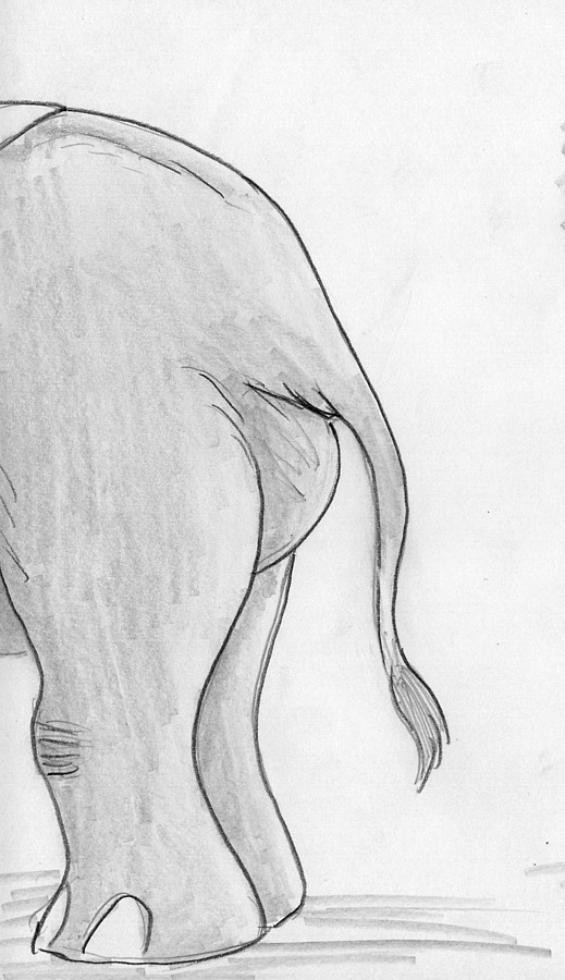 birth butt clothing female feral labor paintbrush_tail pregnant pregnant_female rear_view shawl solo standing tail leovictor disney dumbo_(movie) mrs._jumbo elephant elephantid mammal proboscidean monochrome