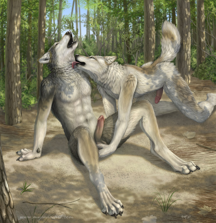 4_toes abs all_fours amazing_background anthro anthro_on_anthro arm_support athletic ball_fondling balls brown_body brown_fur circumcised claws day detailed_background detailed_fur digitigrade duo erection fangs feet fondling forest fur genitals grass grey_body grey_fur hindpaw howl humanoid_genitalia humanoid_penis licking male male/male multicolored_body multicolored_fur nature navel neck_lick nude nuzzling outside pawpads paws penis plant raised_tail romantic romantic_couple scenery sitting sky tail teeth toe_claws toes tongue tongue_out tree white_body white_fur wood myenia canid canine canis mammal wolf 2010 detailed signature