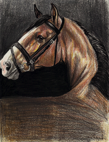 ambiguous_gender black_background black_hair black_mane bridle brown_body brown_eyes brown_fur feral fur hair halter looking_at_viewer mane side_view simple_background snout solo adlynh equid equine horse mammal 2012 portrait traditional_media_(artwork)