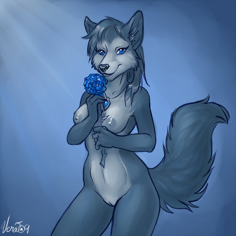 anthro blue_background blue_body blue_eyes blue_hair blue_rose breasts female flower genitals hair holding_flower holding_object jewelry necklace nipples nude plant pussy rose_(flower) simple_background solo tail vera_(artist) canid canine canis mammal wolf 1:1