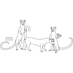 animal_genitalia anus female feral fur genitals gesture group happy imminent_sex interspecies larger_sub male male/female raised_tail sheath simple_background size_difference smile smiling_at_viewer submissive tail trio vulva waving waving_at_viewer white_background urbanhermit mammal murid murine mustelid musteline rat rodent true_musteline weasel 1996 1:1 black_and_white dated monochrome