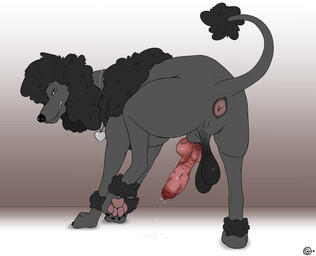 animal_genitalia animal_penis anus balls black_sheath_slit canine_genitalia canine_penis claws erection feral genitals knot knotted_penis male offset_balls pawpads paws penis quadruped raised_tail saggy_balls sheath sheath_slit solo tail tail_anus vein veiny_penis consensualcanine soot_(perpetuate303) canid canine canis domestic_dog mammal poodle absurd_res hi_res