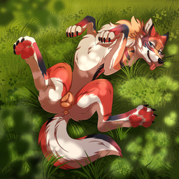 animal_genitalia animal_vulva anus butt canine_genitalia canine_vulva claws digitigrade female female_feral feral finger_claws fluffy fur genitals looking_at_viewer lying on_back orange_body orange_fur outside paws presenting presenting_vulva snout solo spread_legs spreading tail toe_claws tongue tongue_out vulva white_body white_fur silvergrin zetsin fay_(tazguul) canid canine canis mammal wolf hi_res