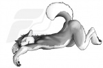 anthro ass_up biped canid canine canis domestic_dog eyes_closed fluke fur grey_body grey_fur greyscale husky lying male mammal monochrome nordic_sled_dog nude pawpads paws raised_tail simple_background solo spitz tail watermark white_background white_body white_fur