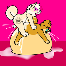 anthro bodily_fluids cum cum_covered cum_inflation cum_inside cum_on_ground curled_tail duo ejaculation excessive_cum excessive_genital_fluids fur genital_fluids genitals inflation knot leaking_cum male male/male messy multiple_orgasms on_top orgasm penis slightly_chubby tail white_body white_fur yellow_body yellow_fur doug_polaris doshiba_solaris shiroi_yuki canid canine canis domestic_dog mammal shiba_inu spitz absurd_res hi_res