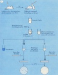 ambiguous_gender axe chart decapitation diagram feral flow_chart knife laboratory_equipment laboratory_glassware melee_weapon petri_dish science scientific_instrument solo syringe text the_more_you_know weapon what what_has_science_done dr_bruce_ames mammal rodent german_text translated