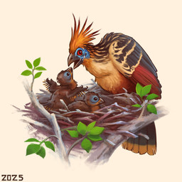 black_body black_eyes black_feathers blue_facial_markings claws feathers feral grey_body grey_feathers group multicolored_body multicolored_feathers neonate nest orange_body orange_feathers orange_tuft red_body red_eyes red_feathers simple_background stick_nest tan_body tan_feathers trio tuft white_background wing_claws wings yellow_body yellow_feathers young alexpahomov avian bird hoatzin 1:1 2025 digital_media_(artwork) digital_painting_(artwork) hi_res painting_(artwork)