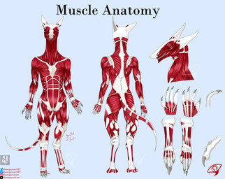 ambiguous_gender anatomy anatomy_reference anthro butt claws ecorche exposed_muscle eyes_closed solo standing tail text toe_claws omegayumiart sergal english_text hi_res model_sheet