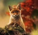 ambiguous_gender brown_eyes feral looking_at_viewer paws solo pechschwinge canid canine fox mammal red_fox true_fox digital_media_(artwork)