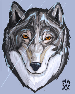amber_eyes ambiguous_gender anthro black_body black_fur black_nose blue_background fur raining simple_background solo white_body white_fur wolfdawg canid canine canis mammal wolf 2017 digital_media_(artwork) headshot_portrait portrait