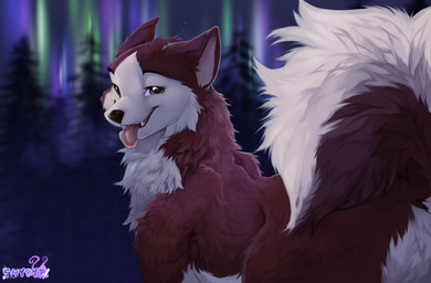aurora_(phenomenon) big_tail black_nose brown_body brown_eyes brown_fur evergreen_tree eye_contact feral fluffy fluffy_tail forest fur happy looking_at_another looking_at_viewer looking_back male multicolored_body multicolored_fur nature night nude open_mouth outside pine_tree plant raised_tail silhouette sky smile solo star tail teeth tongue tongue_out tree two_tone_body two_tone_fur white_body white_fur shyryp balto_(series) universal_studios kodiak_(balto) canid canine canis domestic_dog husky mammal nordic_sled_dog spitz absurd_res digital_media_(artwork) hi_res signature