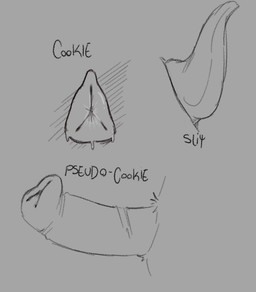 animal_genitalia animal_vulva canine_genitalia canine_vulva description detailed_genitals disembodied_penis disembodied_vulva dripping erect_pseudo-penis erection female genital_slit genitals male penis plump_labia pseudo-penis simple_background slit_penis tapering_penis text vulva petdear69 hi_res