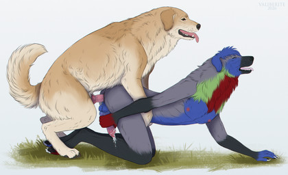 anal anal_penetration anthro anthro_on_feral anthro_penetrated anus balls bestiality bodily_fluids cum cumshot doggystyle duo ejaculation feral feral_on_feral feral_penetrating feral_penetrating_anthro fluffy from_behind_position genital_fluids genitals knot male male/male masturbation penetration penis sex valiberite mythology mitty_(muttias01) bird_dog canid canine canis domestic_dog golden_retriever hunting_dog mammal mythological_canine mythological_creature retriever werecanid werecanine werecreature werewolf hi_res