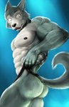 abs anthro butt clothing male muscular pecs shy solo thong underwear dynafurryart beastars legoshi_(beastars) canid canine canis mammal wolf absurd_res hi_res